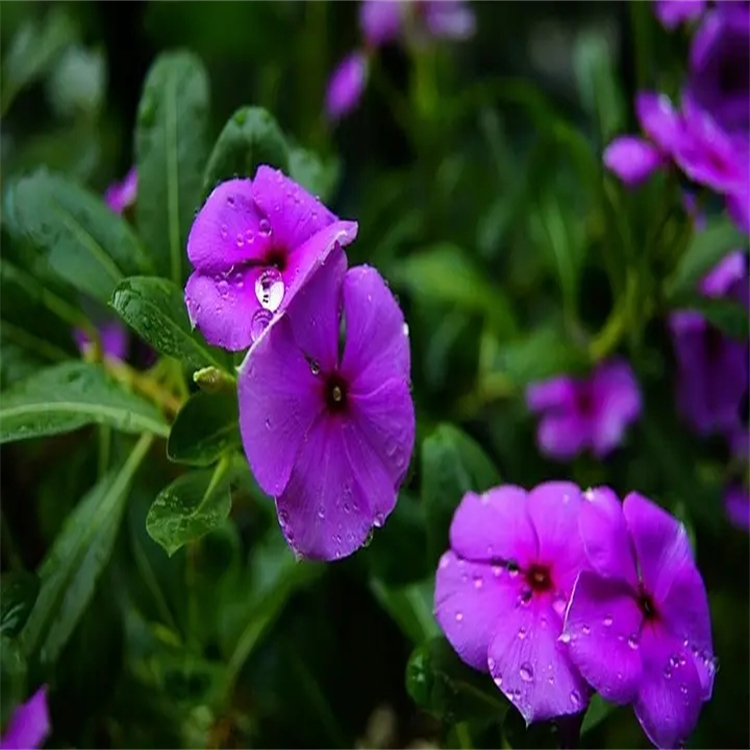 2,3-二羥基苯甲酸 303-38-8 焦兒茶酸 中藥對(duì)照品標(biāo)準(zhǔn)品廠家