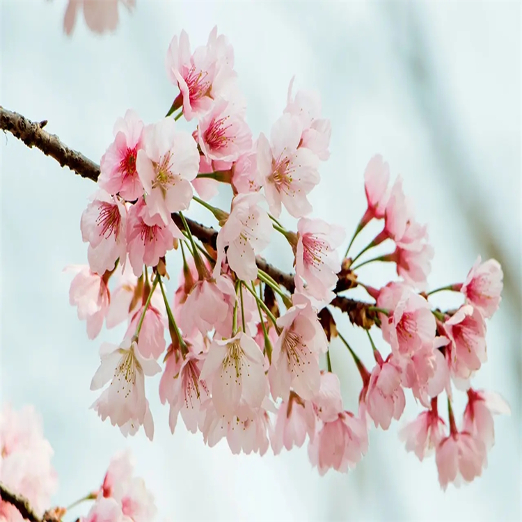 科立內(nèi)酯二醇 32233-40-2 中藥對(duì)照品標(biāo)準(zhǔn)品廠家 純度98%