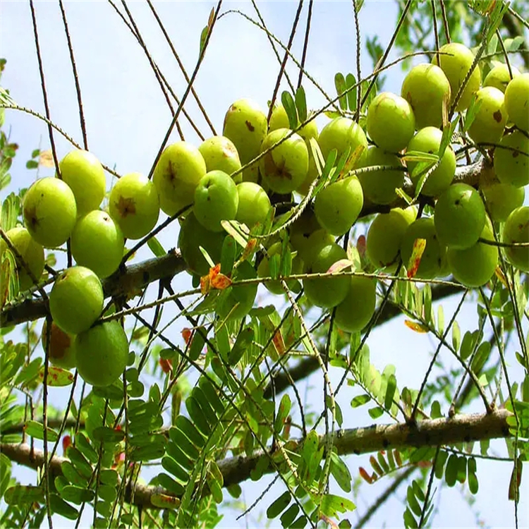 去氫鬼臼毒素 42123-27-3  中藥對(duì)照品標(biāo)準(zhǔn)品廠家 HPLC≥98%