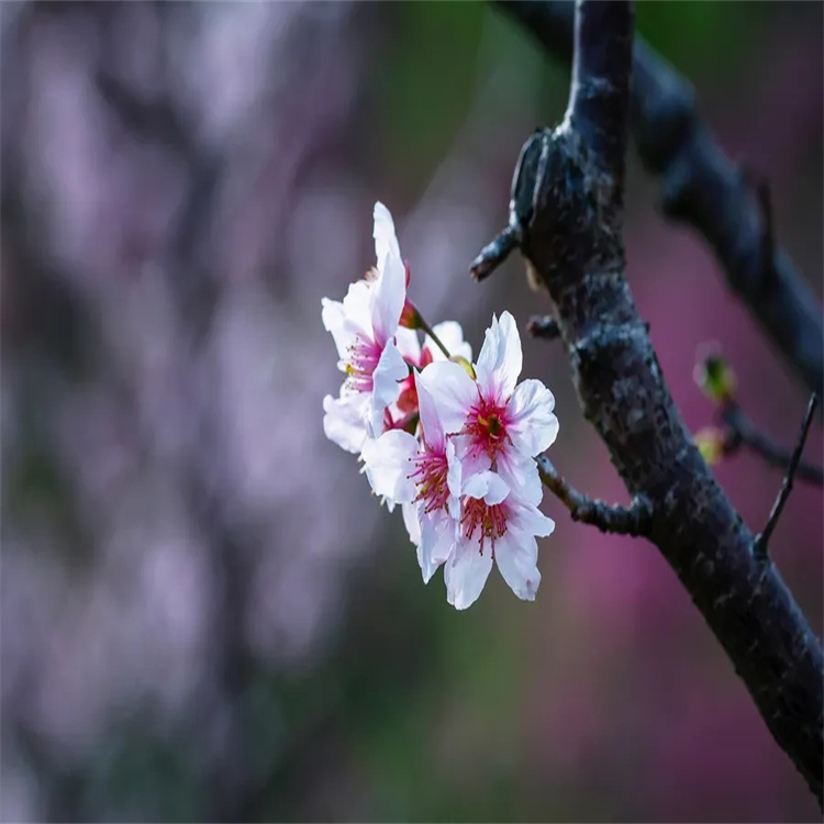 野黃芩素-7-O-葡萄糖苷 26046-94-6 中藥對(duì)照品 標(biāo)準(zhǔn)品廠家