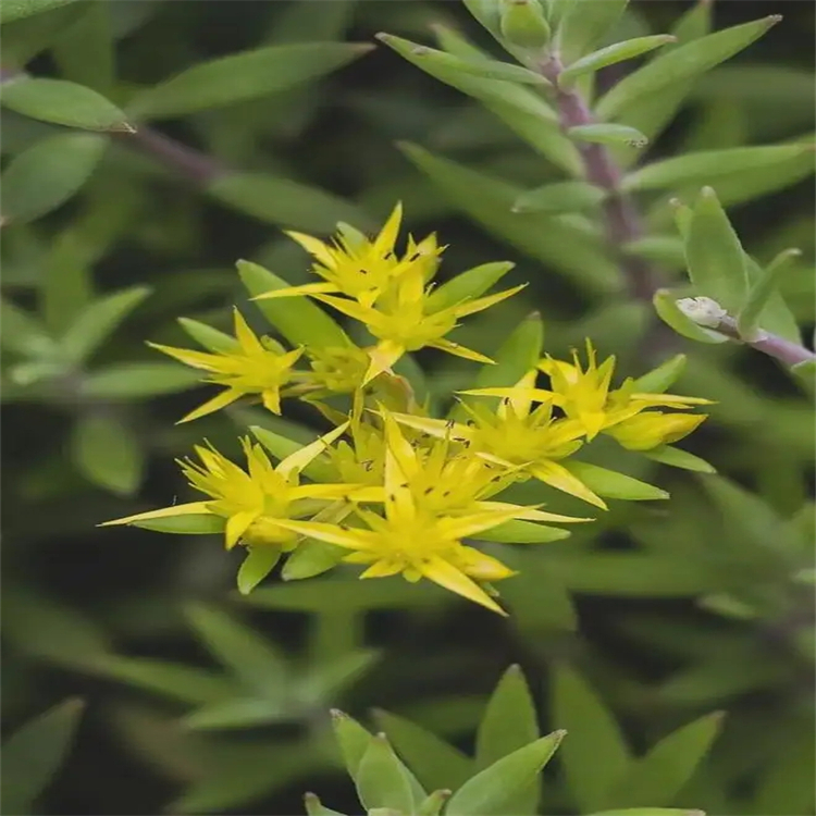 苔黑酚 504-15-4 實(shí)驗(yàn)室自制標(biāo)準(zhǔn)品對(duì)照品廠家 純度98%