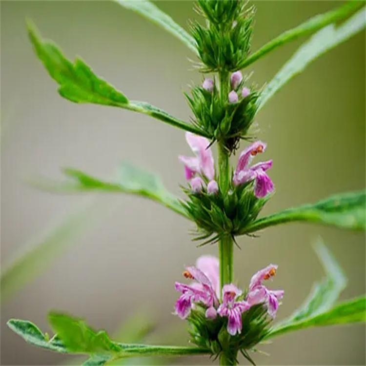 樟腦 CAS號:76-22-2中藥對照品標準品廠家 純度98%