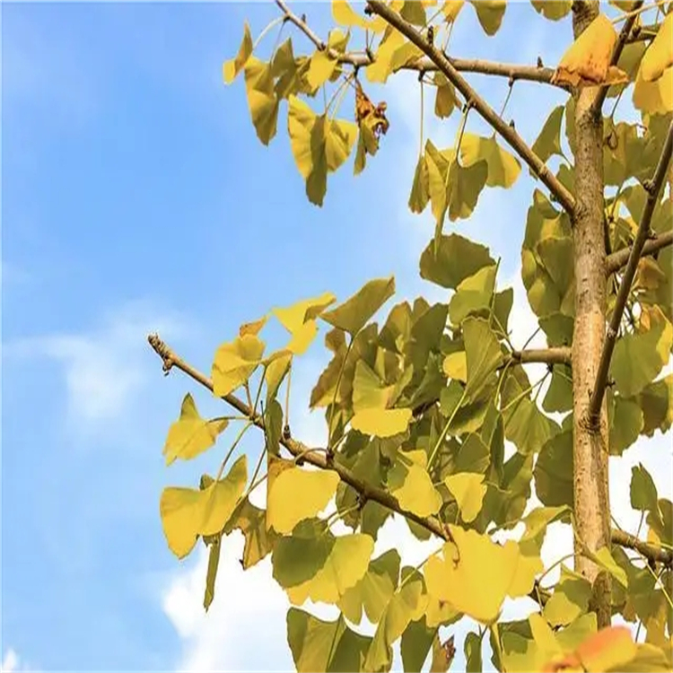 長春里寧 5980-02-9 Vindolinine 自制標準品 HPLC≥98%