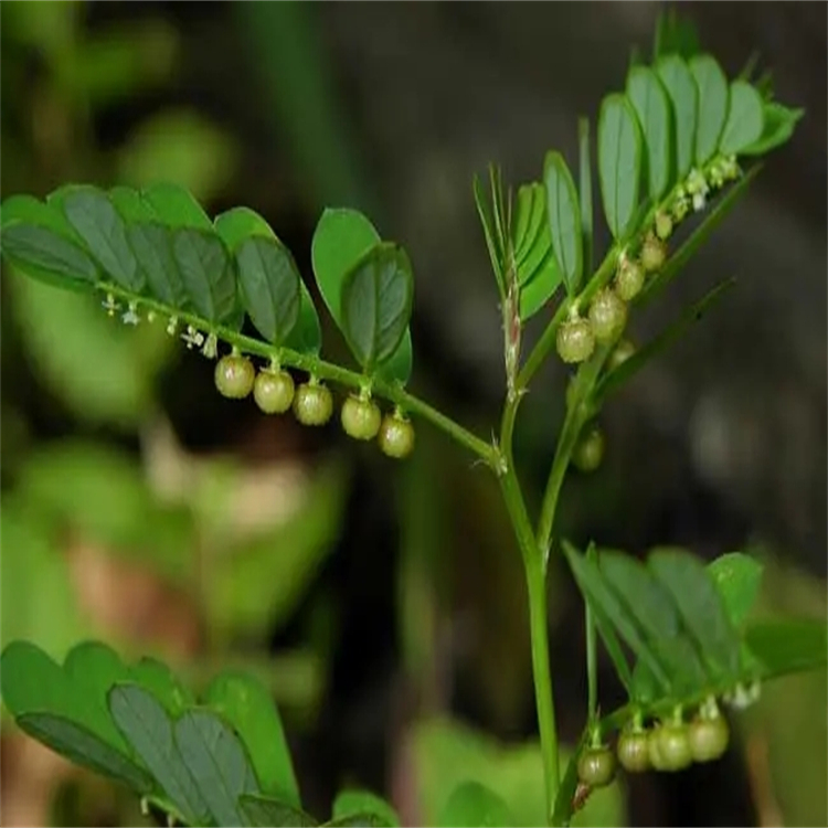 合成香料 丁酸 107-92-6 對照品標準品廠家 純度98%