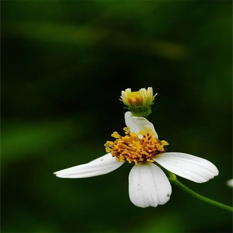 正庚醛 111-71-7 中藥對照品標準品 純度98% 科研專用