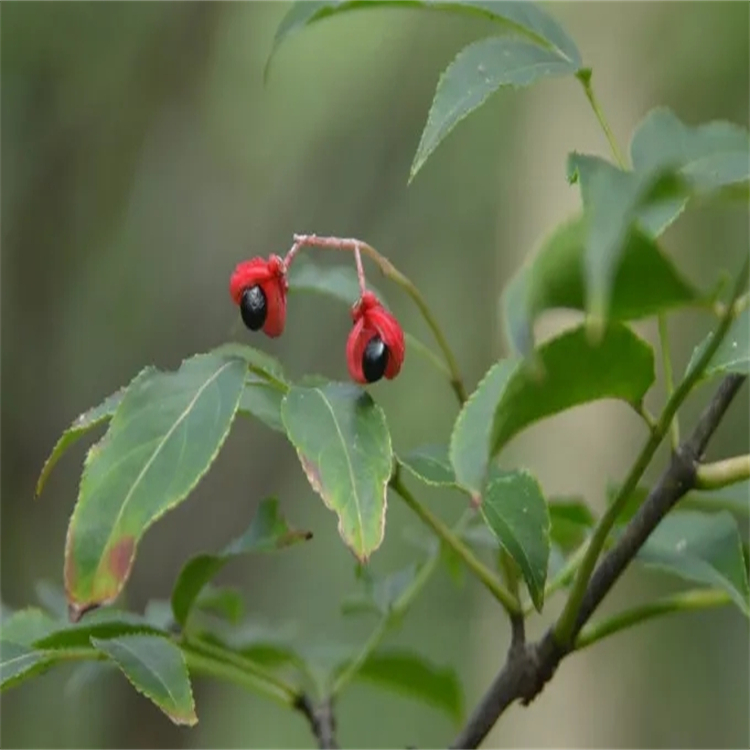 正癸烷 工業(yè)級中間體 124-18-5 含量99% 對照品標準品廠家