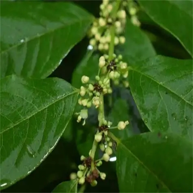 植醇 150-86-7 純度98% 對(duì)照品標(biāo)準(zhǔn)品廠家 科研專用