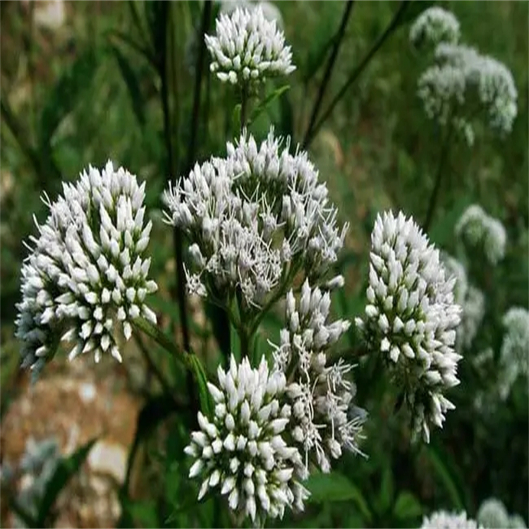 酯蟾毒精 Resibufagin 對照品標準品廠家 CAS:20987-24-0