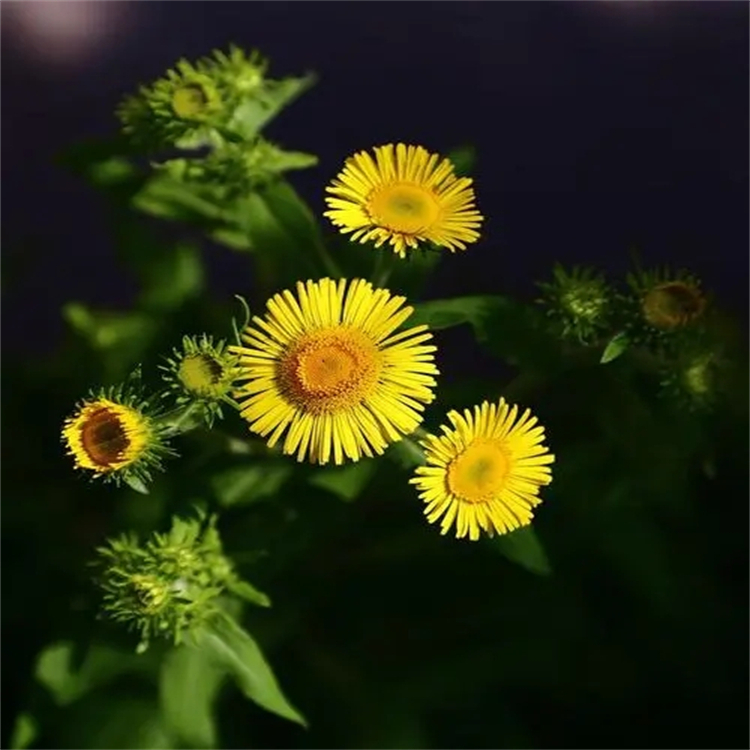 苧麻烷 對照品 標準品廠家CAS:57296-22-7 純度98% 科研用