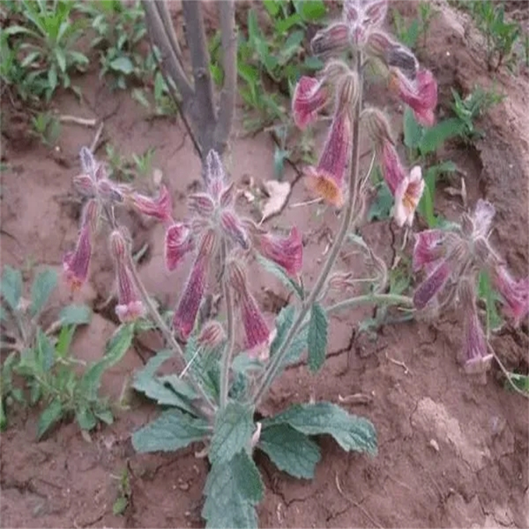 紫草素 CAS：54952-43-1Shikonin HPLC>99%對照品 標準品