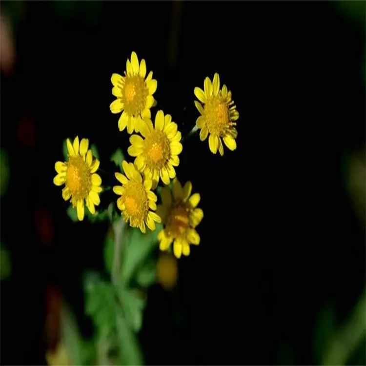 自旋七葉素 36150-23-9 中藥對照品標準品 純度98% 科研專用