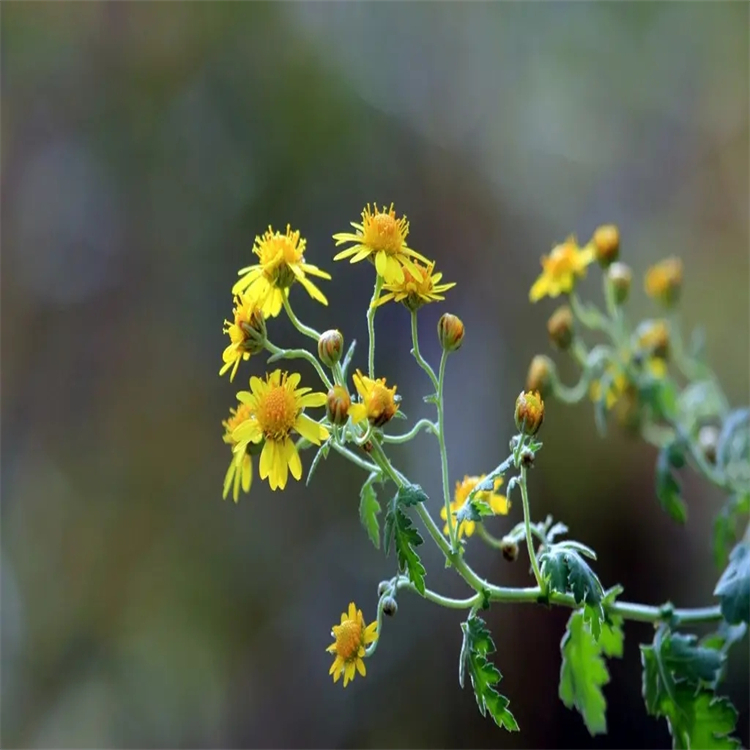 棕櫚油酸 373-49-9 含量98% 中藥標準品對照品廠家 僅供科研使用