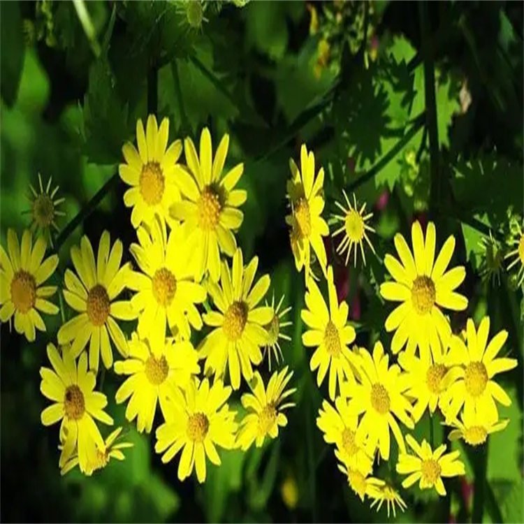 左旋沒食子兒茶素 3371-27-5 中藥標準品對照品分析試劑