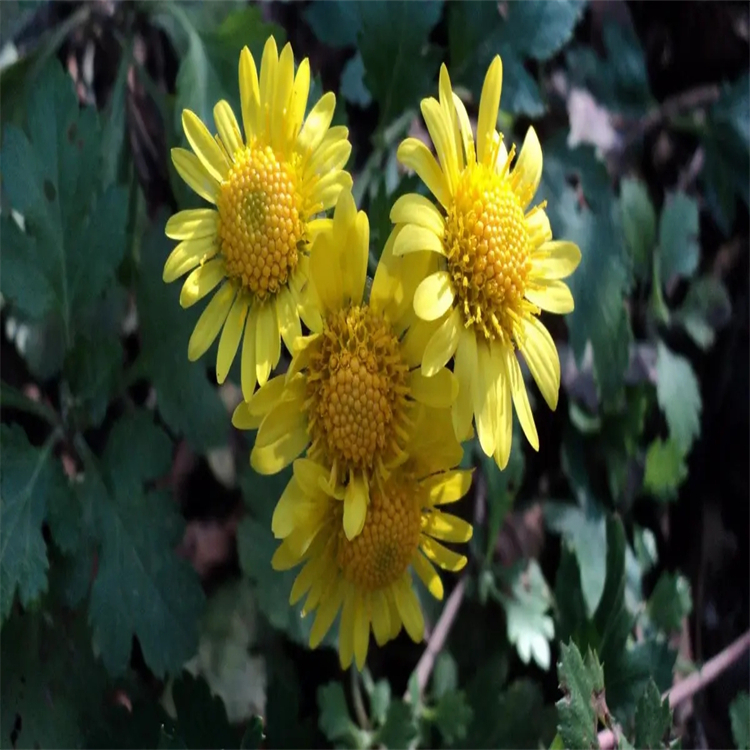 右旋香芹酮 2244-16-8 對照品標準品 純度98%科研用