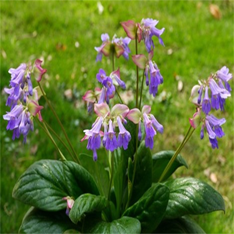 乙?；?α-乳香酸89913-60-0 中藥標準品對照品廠家 純度高