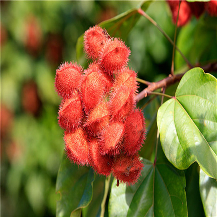 貝萼皂苷元-3- O-β-D-吡喃葡萄糖苷 104513-86-2  hplc≥98%  對照品 標準品 三大圖譜