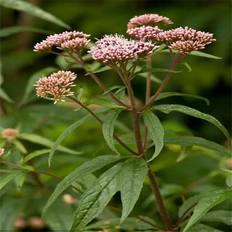 吉托皂苷元 511-96-6  標準品 對照品 圖譜全 科研專用