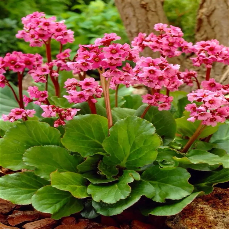 蒺藜皂苷D  179464-23-4  對照品標準品 純度98% 圖譜全