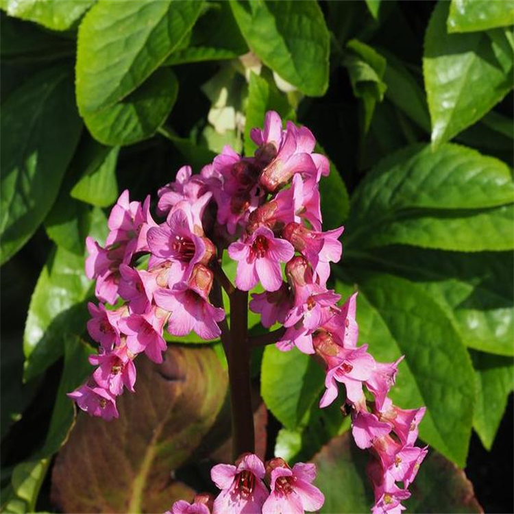 蒺藜皂苷K 193605-07-1 hplc≥98%  對照品 標準品 三大圖譜