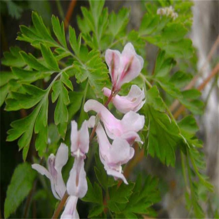 鳳仙萜四醇苷B  156764-82-8  科研用品 對照品標準品 三大圖譜