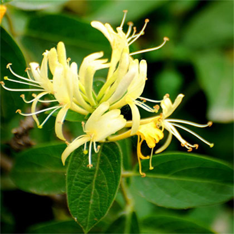 積雪草苷  CAS號:16830-15-2  含量98% 對照品標(biāo)準(zhǔn)品 科研專用