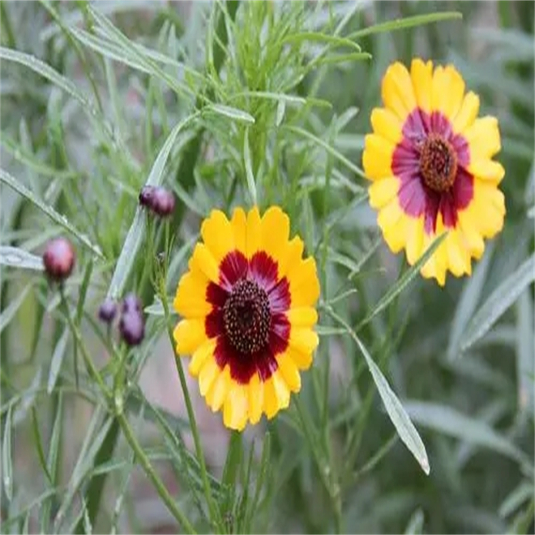 辛醛 124-13-0 中藥對照品標準品廠家 純度高 科研用