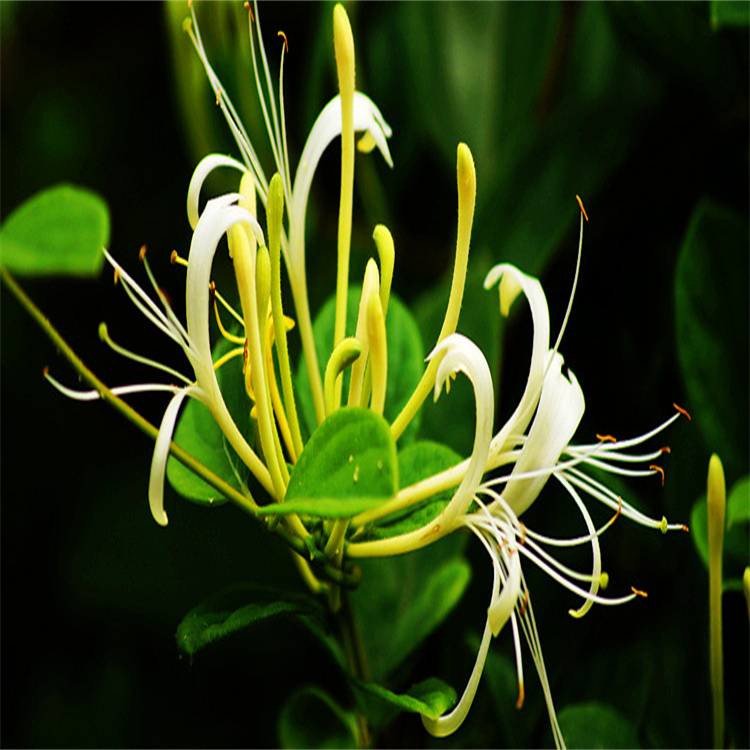 新異落新婦苷54141-72-9對照品標準品科研專用 純度高