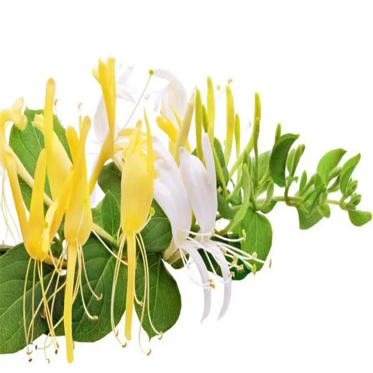 胸腺嘧啶 65-71-4 中藥對照品標準品廠家 純度高 科研專用