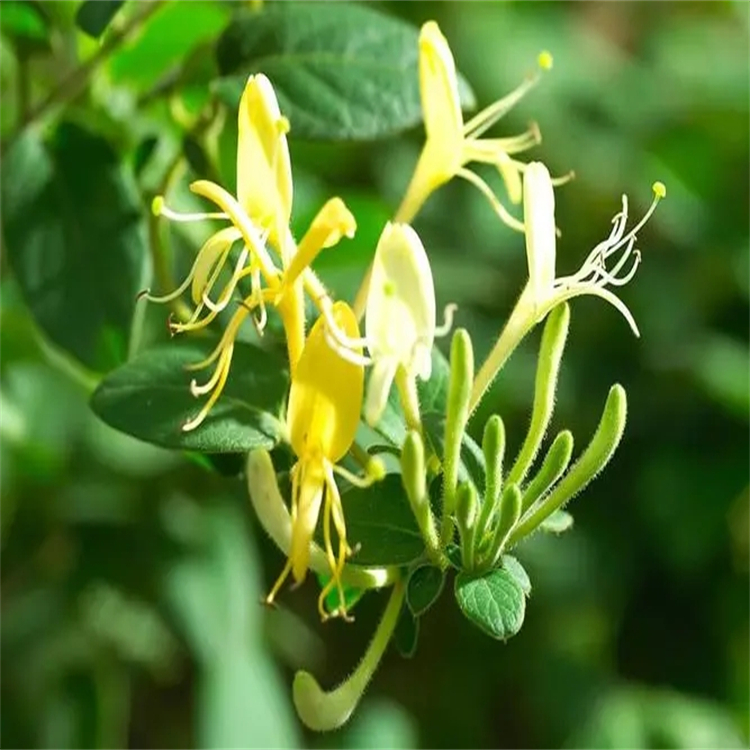 新落新婦苷  54081-47-9  對照品標準品 純度98% 圖譜全