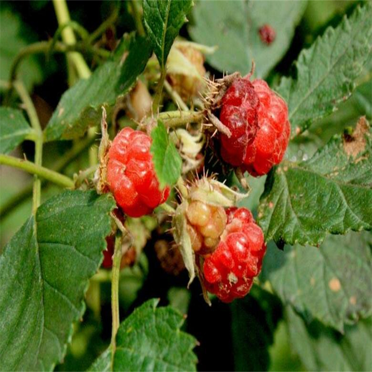 4β-羥基黃芪紫檀烷苷 1011711-05-9  hplc≥98%  對照品 標準品 三大圖譜