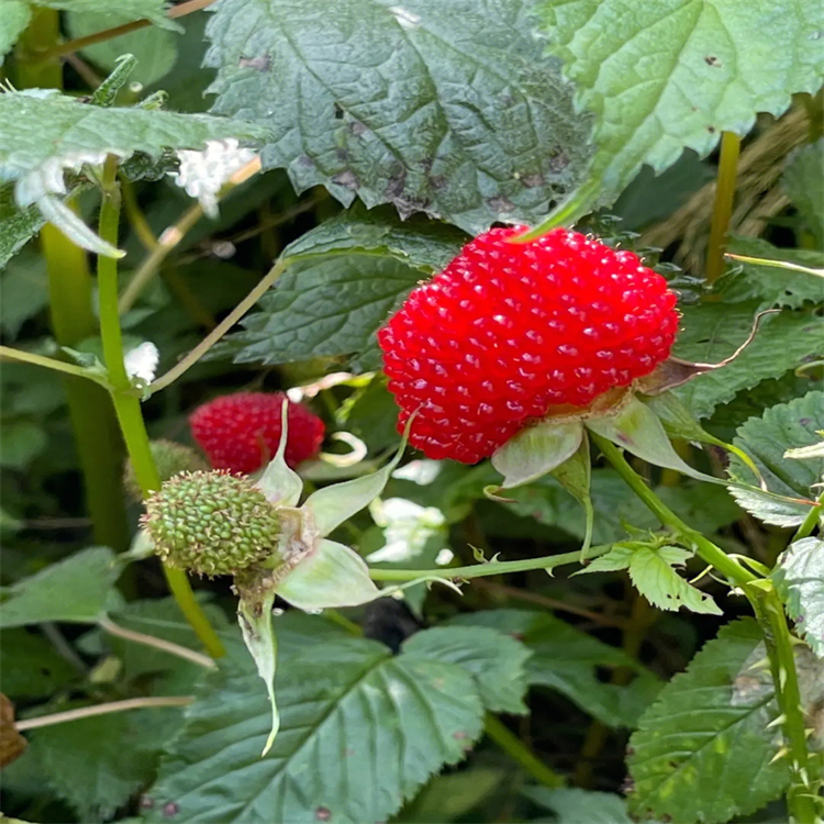 黃芪皂苷Ⅲ  84687-42-3  對照品標準品 純度98% 圖譜全