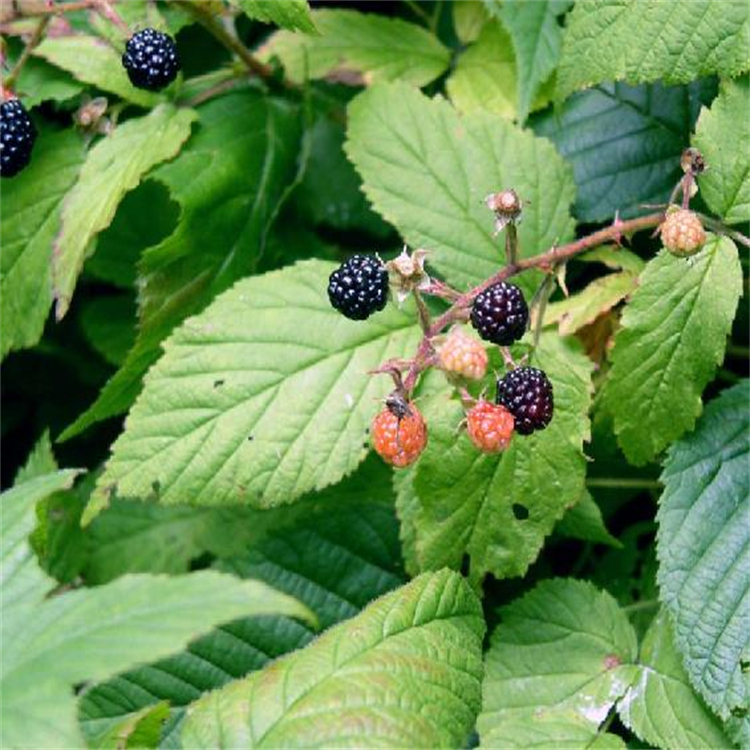 黃芪皂苷I  84680-75-1  hplc≥98%  對照品 標準品 三大圖譜