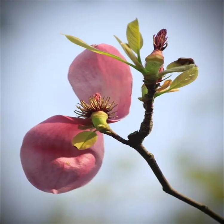 芒柄花黃素  485-72-3  標準品 對照品 圖譜全 科研專用