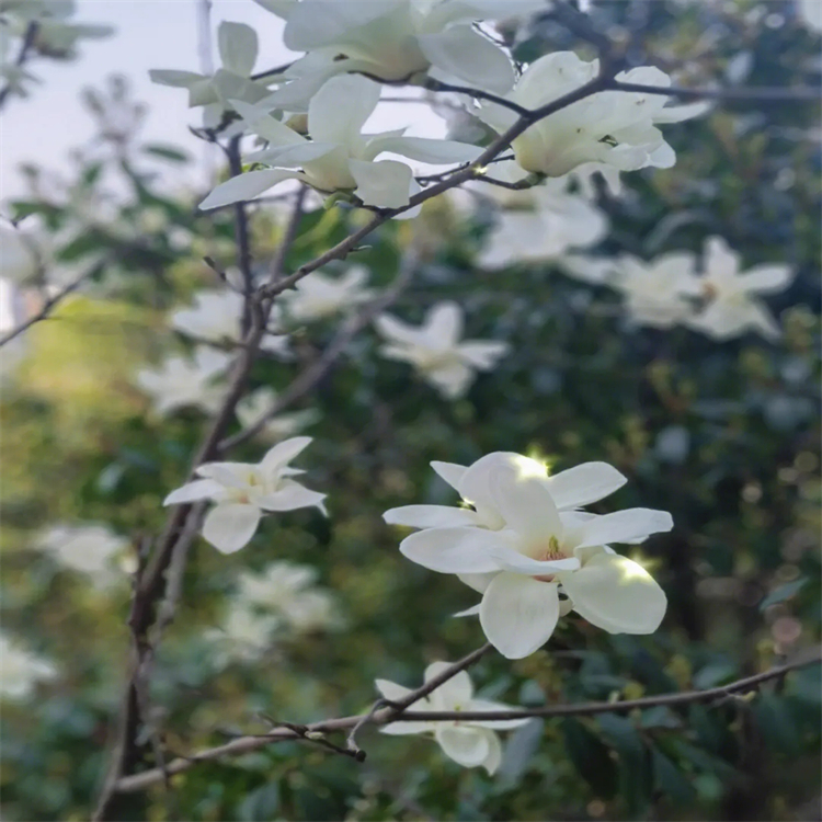 異黃芪皂苷I  84676-88-0  hplc≥98%  對(duì)照品 標(biāo)準(zhǔn)品 三大圖譜