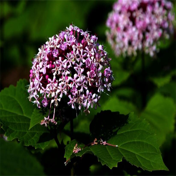 13-甲基小檗堿  54260-72-9   標(biāo)準(zhǔn)品 對(duì)照品 圖譜全 科研專用