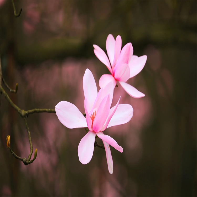 黃連堿  3486-66-6  對(duì)照品標(biāo)準(zhǔn)品 純度98% 圖譜全