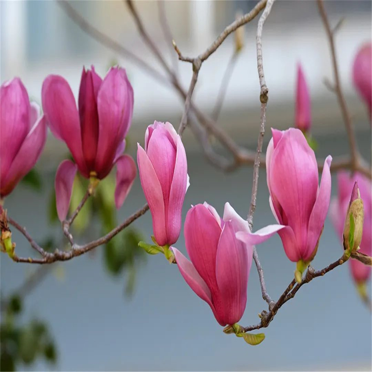 四氫表小檗堿  38853-67-7   三大圖譜 純度98% 對(duì)照品中檢所