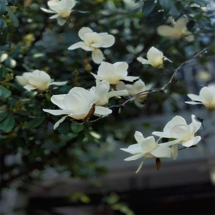 虎杖苷 27208-80-6  hplc≥98%  對照品 標(biāo)準(zhǔn)品 三大圖譜