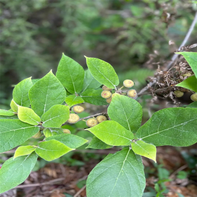 胡黃連苷 II  39012-20-9 中藥對照品標(biāo)準(zhǔn)品廠家 純度98%