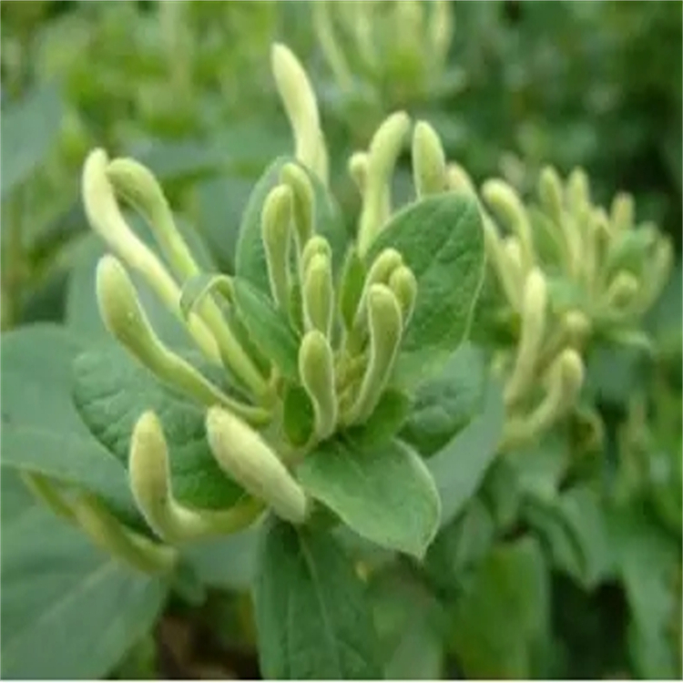 它喬糖甙 109194-60-7 中藥對(duì)照品標(biāo)準(zhǔn)品廠家 純度98%