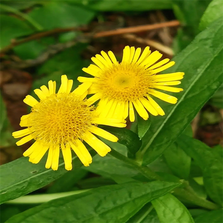 糖精鈉（二水）6155-57-3 中藥對(duì)照品標(biāo)準(zhǔn)品廠家 純度98%