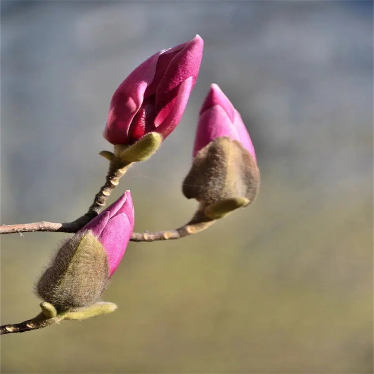 嚏根草醇 508-79-2 HPLC≥95% 中藥對(duì)照品 標(biāo)準(zhǔn)品廠家