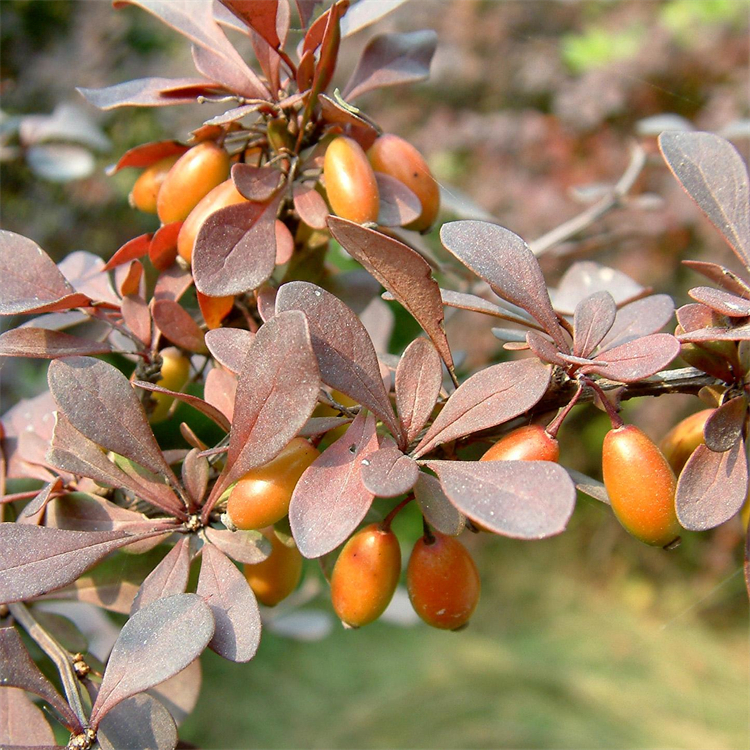 甜蜜素 139-05-9 中藥對(duì)照品標(biāo)準(zhǔn)品廠家 純度98% 科研專用