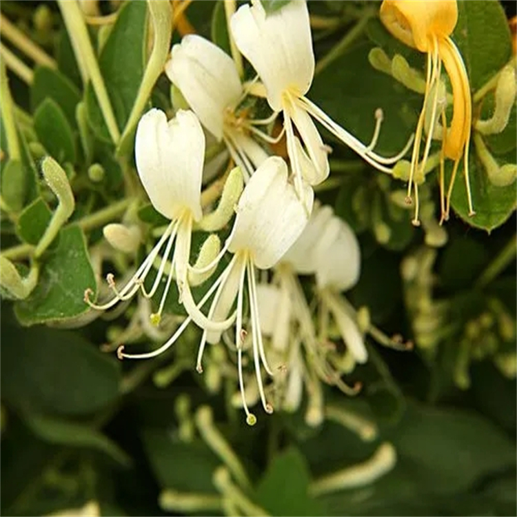 脫甲氧基脫乙酰土荊皮乙酸 標(biāo)準(zhǔn)品對(duì)照品廠家 500736-17-4