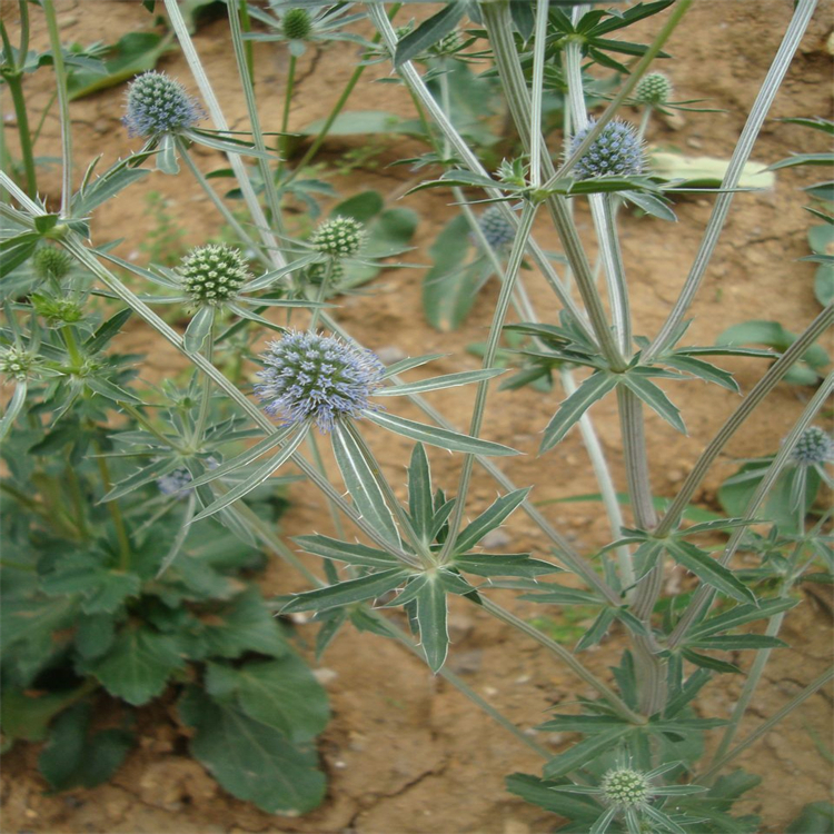 脫水長春堿 38390-45-3 中藥對(duì)照品標(biāo)準(zhǔn)品 HPLC≥98%