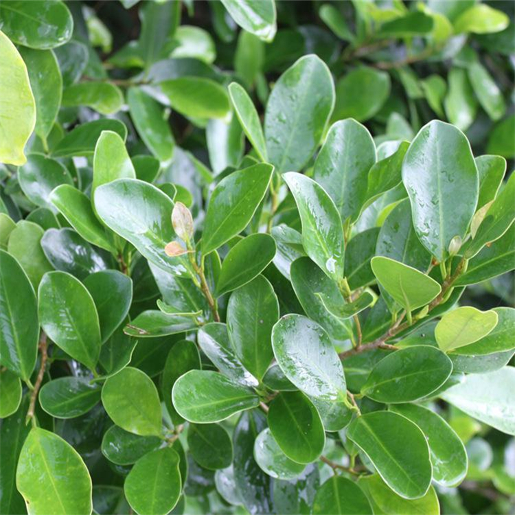 脫氧膽酸鈉 302-95-4 中藥對(duì)照品標(biāo)準(zhǔn)品廠家 純度98%