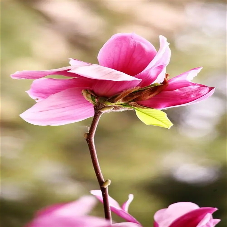 脫氧青蒿素 72826-63-2 中藥對(duì)照品標(biāo)準(zhǔn)品廠家 科研專用