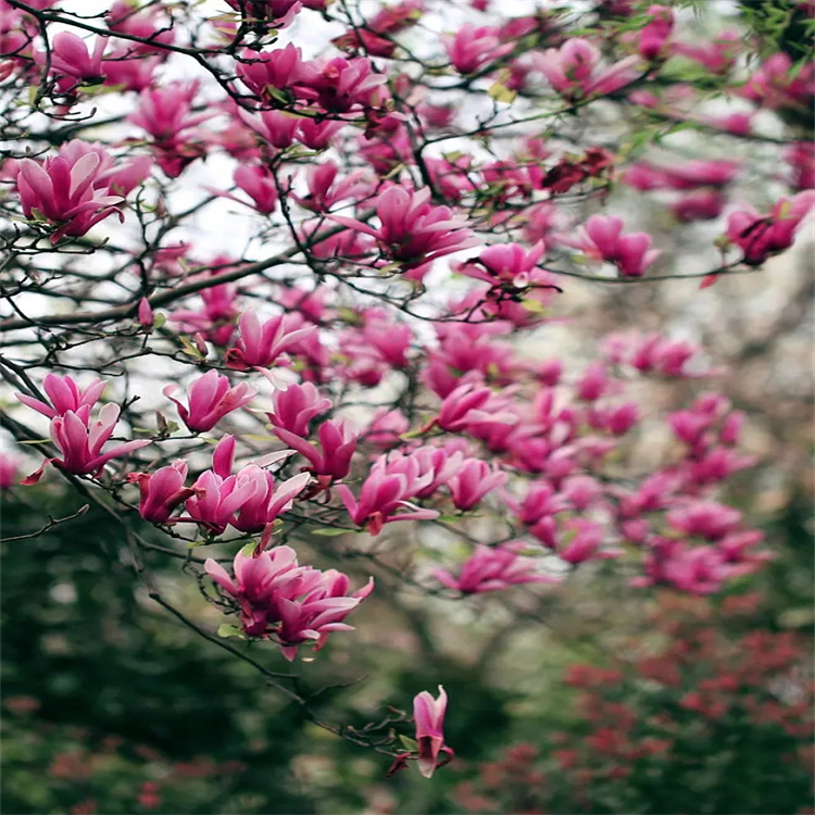 脫氧熊果苷 53936-56-4 中藥對(duì)照品標(biāo)準(zhǔn)品廠家 純度98% 科研用