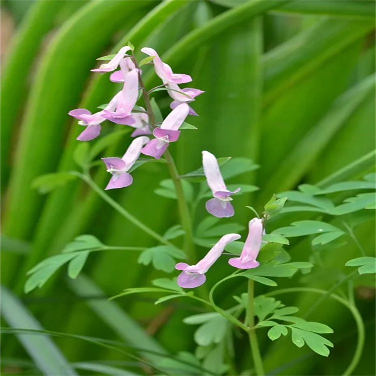 紅景天靈  86831-53-0 純度98% 對(duì)照品 標(biāo)準(zhǔn)品 圖譜全 科研專用