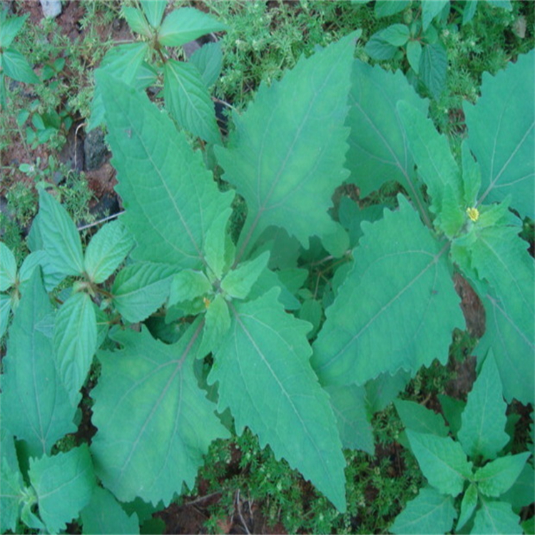 洛塞定  100462-37-1 自制對(duì)照品 三大圖譜 純度高 科研專用